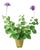 The Green Vase Geranium Plant in Purple For Sale
