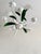 Italian White Tole Daisy 3-Light Chandelier, 1970s For Sale - Image 11 of 18