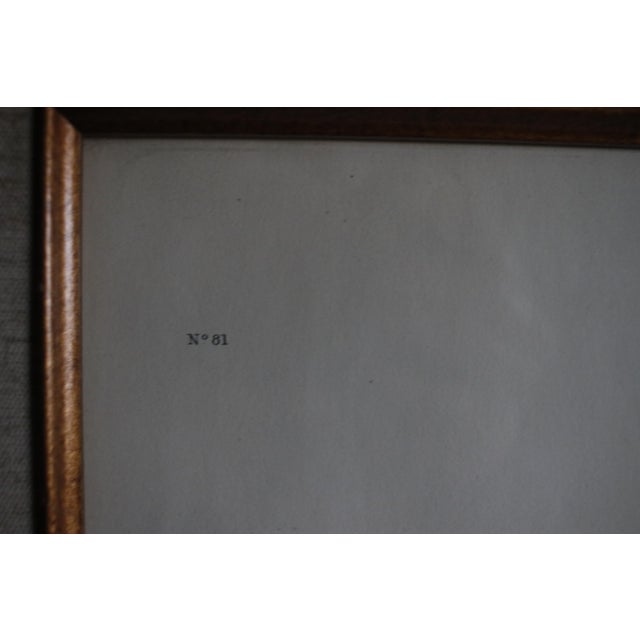 Lithograph of the 19th C. Audubon AquaTint Engraving "Red Breasted Merganser," in Dark Wood Frame For Sale - Image 17 of 17