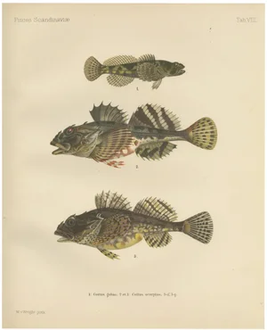 Freshwater Bullhead and Short-Spined Sea Scorpion, 1895, Paper