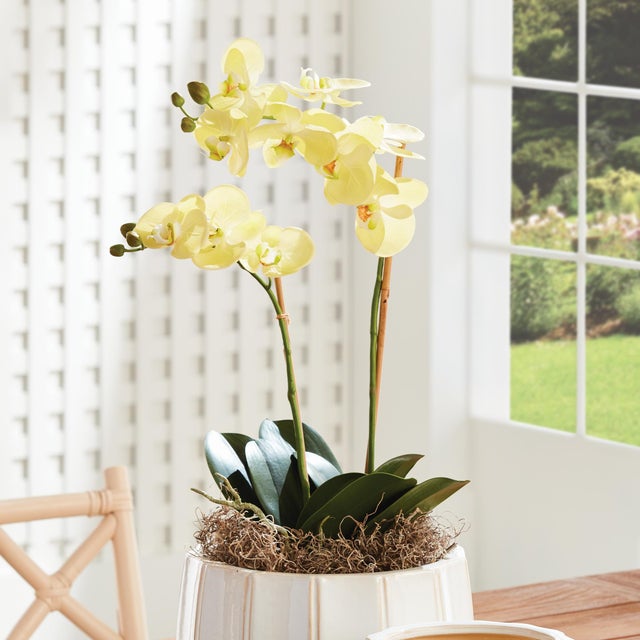 Kenneth Ludwig Chicago Phalaenopsis Orchid Drop-In 23" For Sale - Image 4 of 4
