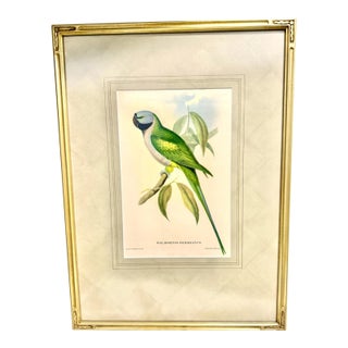 John Gould Hand-Colored Lithograph, Earl of Derby’s Parakeet For Sale