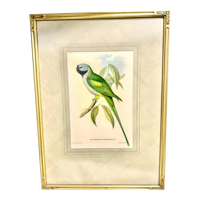 John Gould Hand-Colored Lithograph, Earl of Derby’s Parakeet For Sale