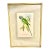 John Gould Hand-Colored Lithograph, Earl of Derby’s Parakeet For Sale
