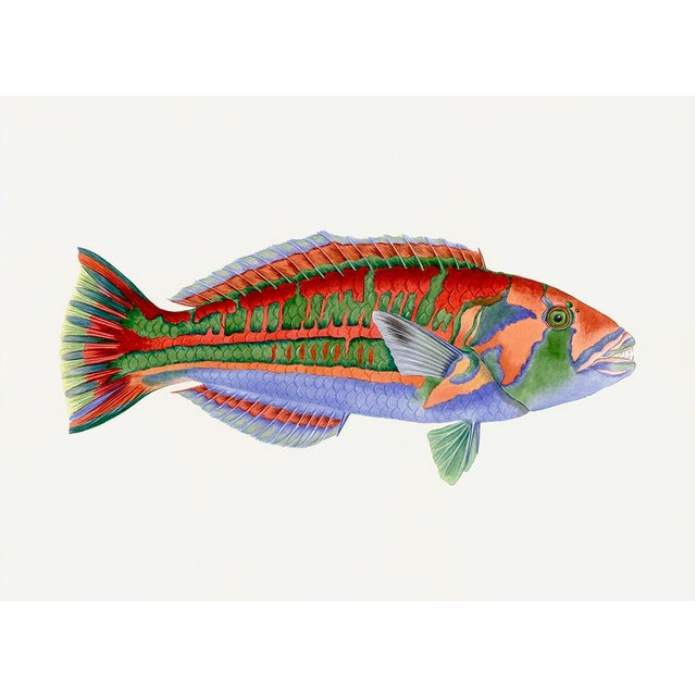 4" x 6" handmade shell frame featuring a print illustration by the Italian artist Luigi Balugani (1737-1770) of a...