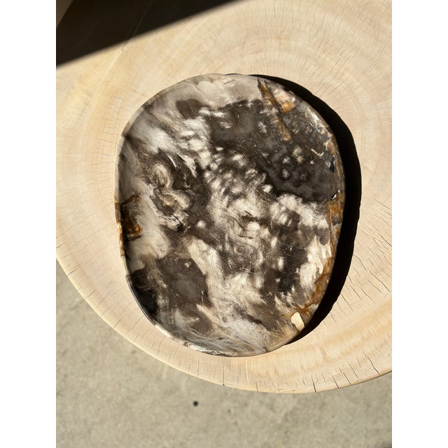 Large Pocket Emptier in Petrified Wood For Sale - Image 9 of 18