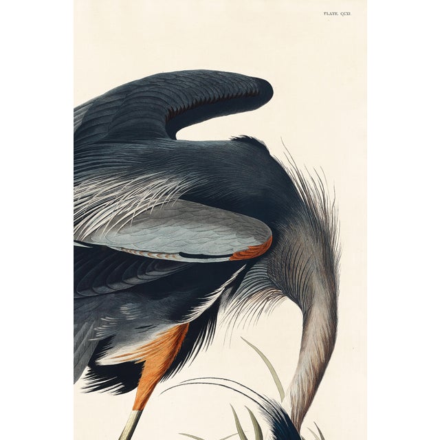 Paper Great Blue Heron by John James Audubon, Vintage Art Print Reproduction, 40" X 60" For Sale - Image 7 of 9