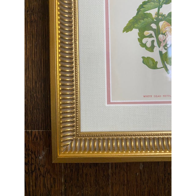 Light Pink Antique Botanical Woodblock Prints Circa 1905, Set of 5, Framed For Sale - Image 8 of 9