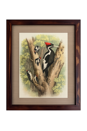 One Antique Framed Bird Print From the Birds of North America by Jacob H. Studer, Woodpecker, Edited From Original, See Description