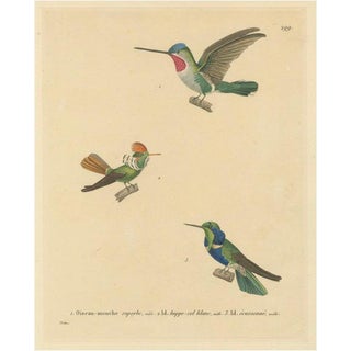 N. Huet and J. G. Prêtre, Ornithological Illustration of Hummingbirds, 1838, Print For Sale