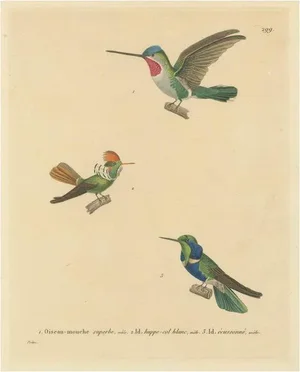 N. Huet and J. G. Prêtre, Ornithological Illustration of Hummingbirds, 1838, Print