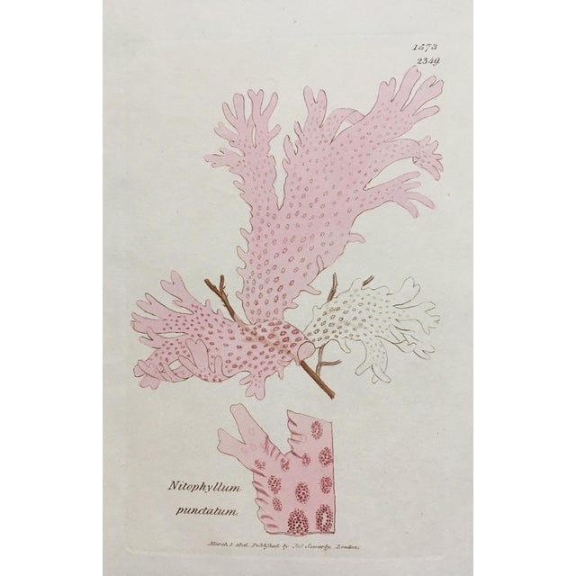 Lovely 1833 lithograph of British Pink Seaweed by William H Harvey (1811-1866) Born in Ireland, Harvey was an artist,...