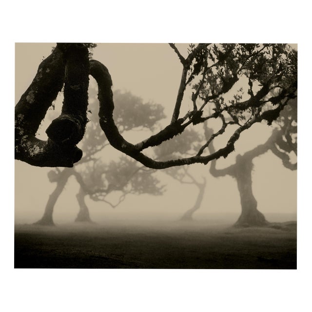 Laurisilva of Madeira no.2 - Analogue Nature Photography, Limited 10 2026 For Sale