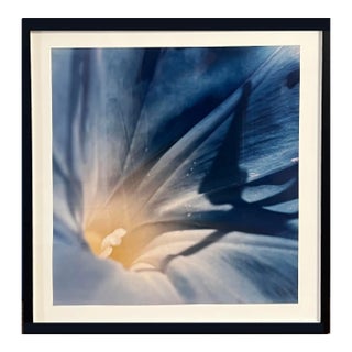 1970s Morning Glory Photography Series 5 of 7 For Sale