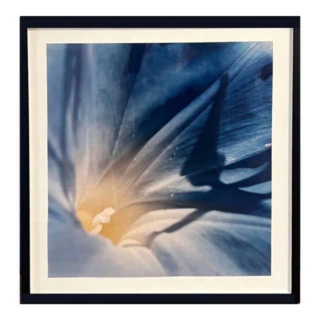 1970s Morning Glory Photography Series 5 of 7 For Sale