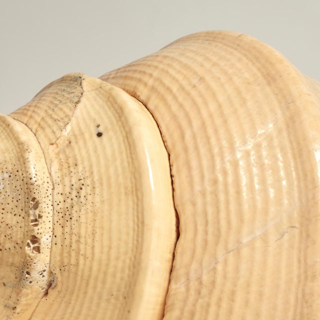 Shell Large Syrinx Aranus Shell Specimen For Sale - Image 7 of 10