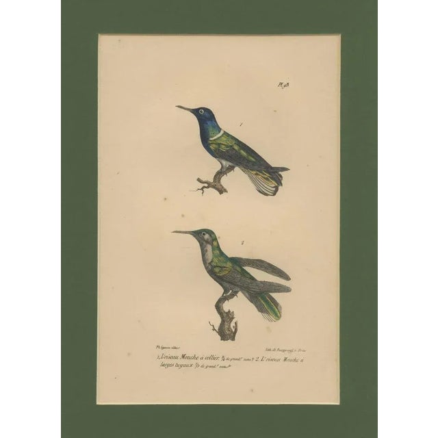 Louis-Aimé Martin Beau, Hummingbird, Hand-Coloured Engraving with Gold Highlights, 1835 For Sale - Image 3 of 10