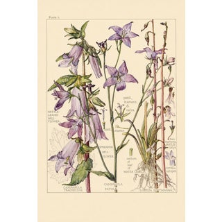 Bell Flowers Plate 1, Vintage Botanical Art Print Reproduction, 16" X 24" For Sale