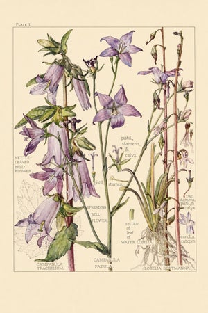 Bell Flowers Plate 1, Vintage Botanical Art Print Reproduction, 16" X 24"