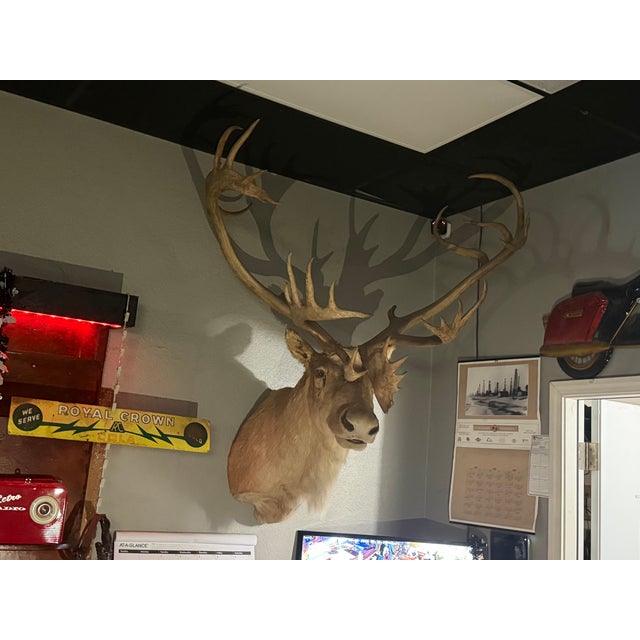 Animal Skin Vintage Caribou Taxidermy Mount – Impressive Oversized Antler Rack For Sale - Image 7 of 9