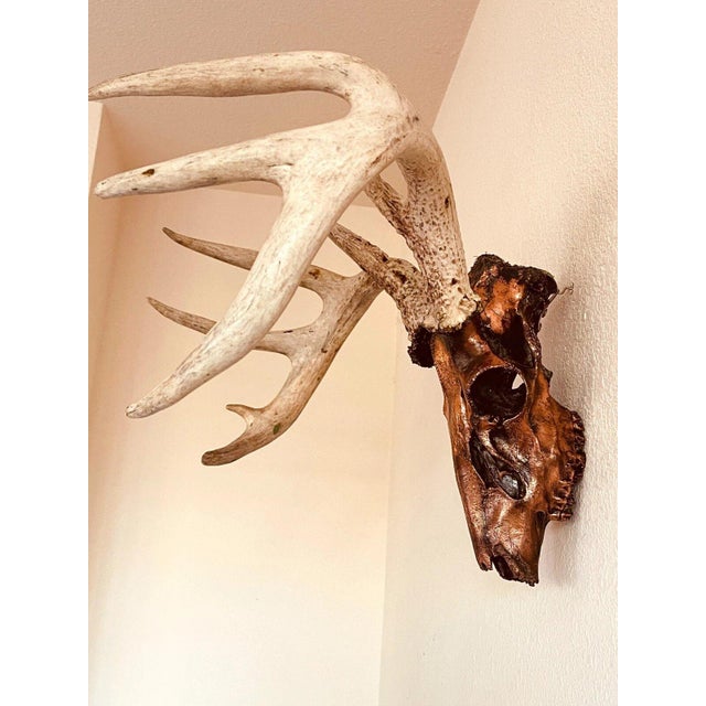 Cabin Authentic Large Decorative Copper Coated Deer Skull Rustic Cabin Decor Art For Sale - Image 3 of 11