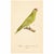Printmaking Materials 19th Century Military Macaw & Exotic Parakeet Gallery | Set of 5 Antique Hand-Colored Tropical Bird Prints For Sale - Image 7 of 8