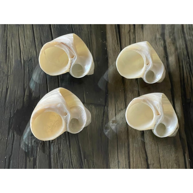 Natures Beauty set of 12 mother of pearl turbo sea shells as napkin rings. Great for wedding table decor.