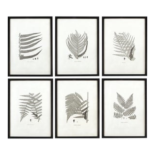 Framed Gray-Tone Fern Prints, Set Of 6 For Sale