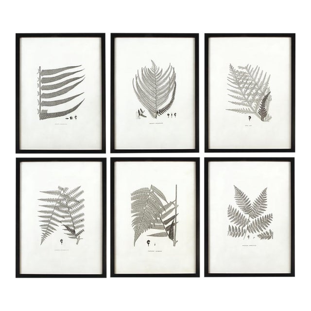 Framed Gray-Tone Fern Prints, Set Of 6 For Sale