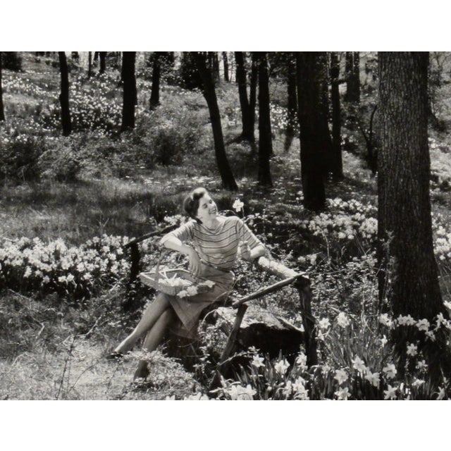 Richard Stacks Daffodile C. 1960 Photography For Sale - Image 4 of 7
