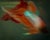 Photograph of Beta Fish swimming together Unframed Beta Blur 6 by Michael Filonow Print, 32" x 40"