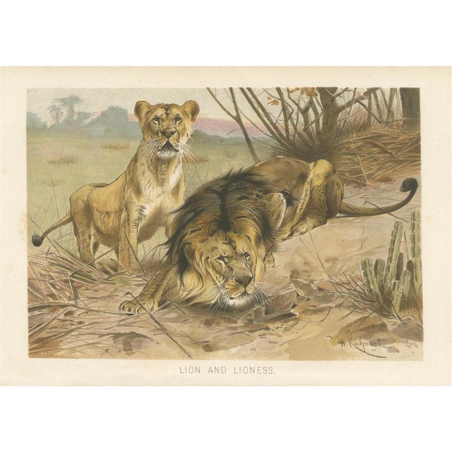After Wilhelm Kuhnert, Lion and Lioness, 1894, Paper For Sale - Image 9 of 9