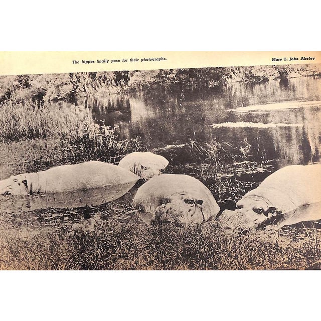 "Restless Jungle" 1936 Akeley, Mary L. Jobe For Sale - Image 9 of 12