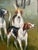 A beautifully executed sporting scene depicting mounted fox hunters accompanied by a pack of hounds traveling through a...