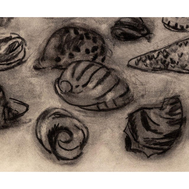 Manfred Schwartz (American, b. Poland, 1909-1970), Still Life of Seashells, Charcoal on Paper, with the artist's signature...