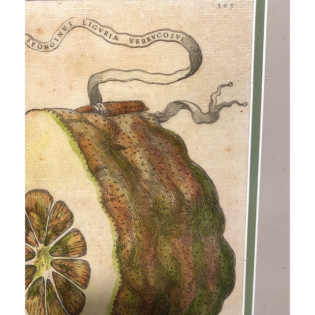 17th Century Giovanni Battista Ferrari Hesperides 1646 Botanical Citrus Engraving – “Limon Sponginus Liguria Verrucosus” Rare Scientific Fruit Study Print For Sale - Image 5 of 8