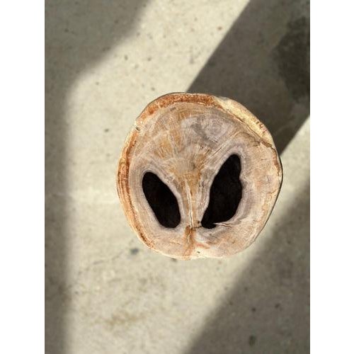 Side Table in White Petrified Wood with 2 Black Spots For Sale - Image 10 of 18