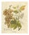 Antique Grape Botanical Engraving Vitis Vinifera, 1831 For Sale