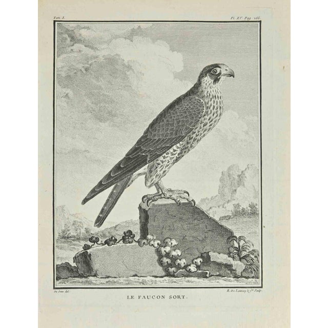 N. De Launnay, Le Faucon Sort, Etching, 1771 For Sale