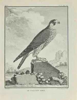 N. De Launnay, Le Faucon Sort, Etching, 1771