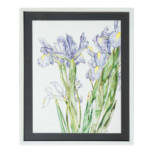 Japanese Iris - Botanical Study by Deborah Eddy