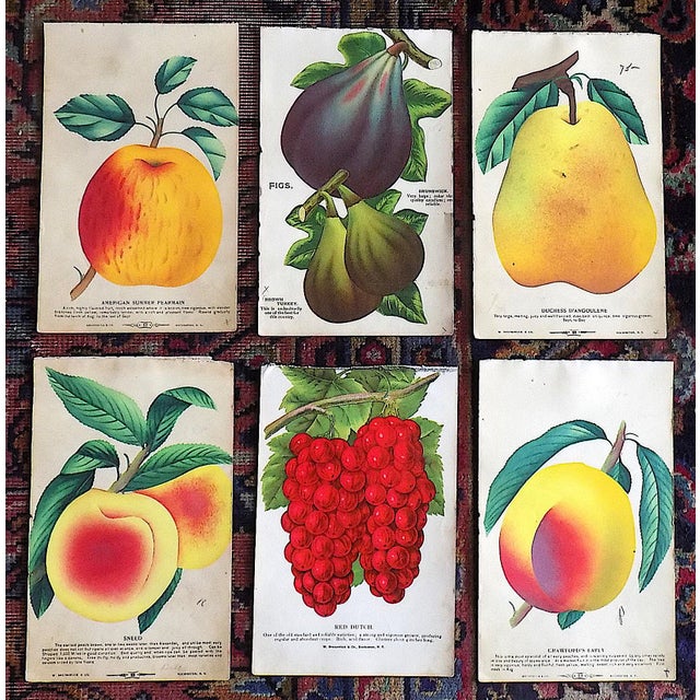 This set of nine (9) antique hand finished chromolithographs (each color laid in with a separate lithographic stone [with...