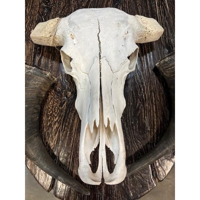 Late 20th Century Late 20th Century Water Buffalo Skull, Thailand For Sale - Image 5 of 11