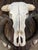 Late 20th Century Late 20th Century Water Buffalo Skull, Thailand For Sale - Image 5 of 11