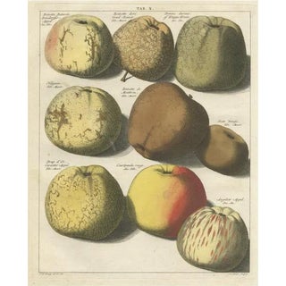 Various Apples, 1758, Paper For Sale