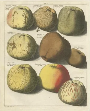 Various Apples, 1758, Paper