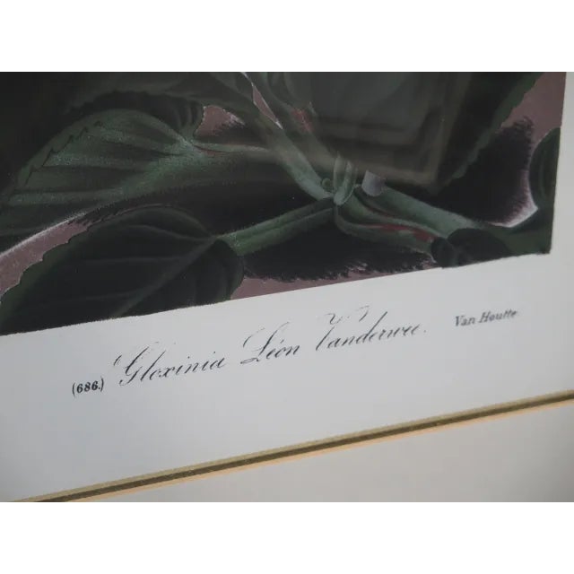 Traditional Framed Floral Print in Neoclassical Frame by W. King Ambler For Sale - Image 3 of 5