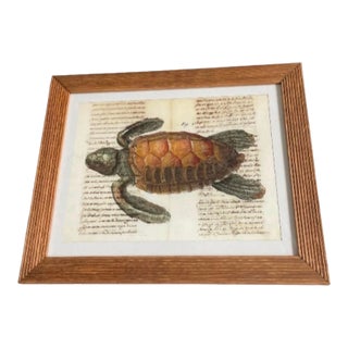Vintage Framed Sea Turtle Botanical Style Art Print For Sale
