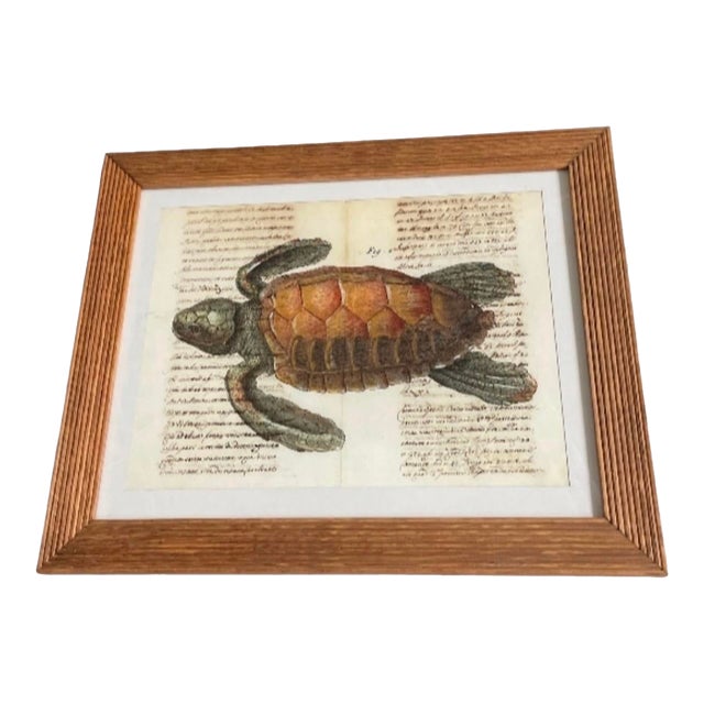 Vintage Framed Sea Turtle Botanical Style Art Print For Sale