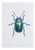 Juris Utans, Blue Wonder Beetle, 2021, Mixed Media on Paper For Sale